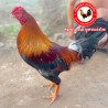 $450 CHC មាន់នាំចូលពីប្រទេសវៀតណាម​