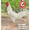 $150 CHC កូនបង្កាត់ក្នុងស្រុក​​