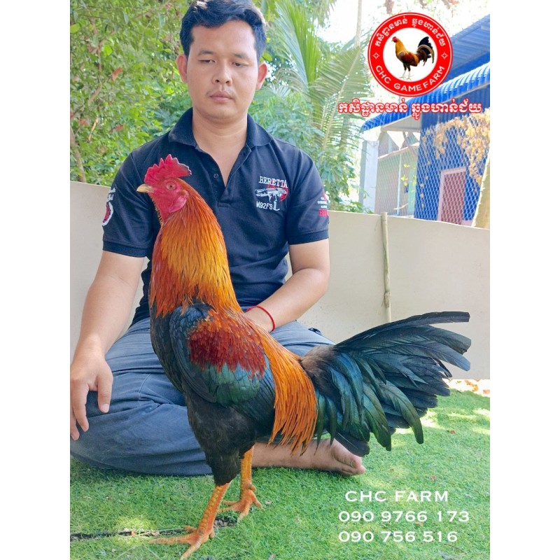 $150 CHC មាន់នាំចូលពីប្រទេសវៀតណាម​