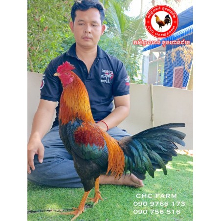 $150 CHC មាន់នាំចូលពីប្រទេសវៀតណាម​