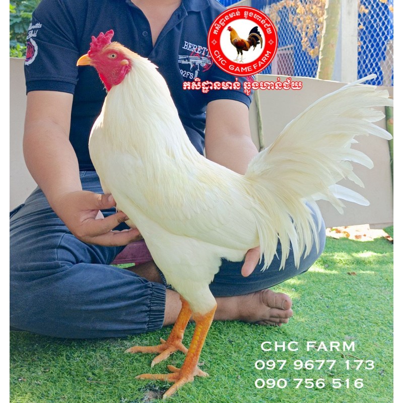 CHC មាន់នាំចូលពីប្រទេសវៀតណាម​