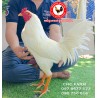 CHC មាន់នាំចូលពីប្រទេសវៀតណាម​