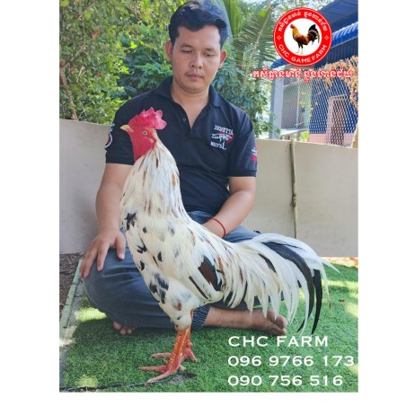 $380 CHC មាន់នាំចូលពីប្រទេសវៀតណាម​