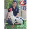 $380 CHC មាន់នាំចូលពីប្រទេសវៀតណាម​