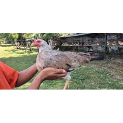 CHC ពូជមាន់ FLASH GREY...