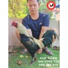 CHC កូនបង្កាត់ក្នុងស្រុក​​