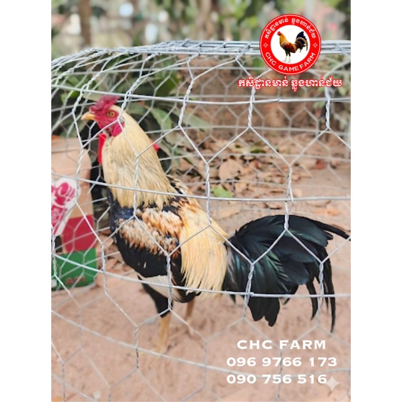 CHC កូនបង្កាត់ក្នុងស្រុក​​