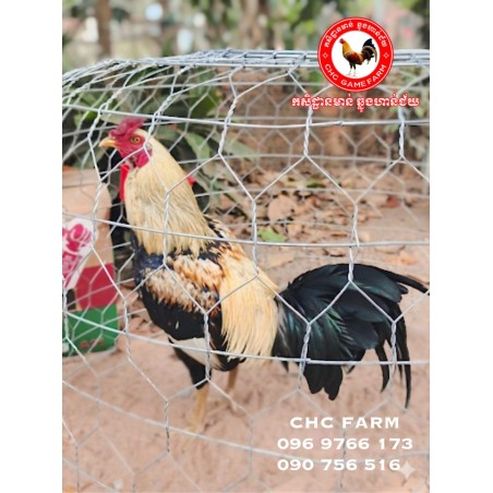 CHC កូនបង្កាត់ក្នុងស្រុក​​