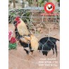 CHC កូនបង្កាត់ក្នុងស្រុក​​