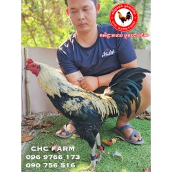 CHC កូនបង្កាត់ក្នុងស្រុក​​...