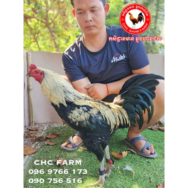 CHC កូនបង្កាត់ក្នុងស្រុក​​ 130$