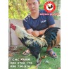 CHC កូនបង្កាត់ក្នុងស្រុក​​ 130$