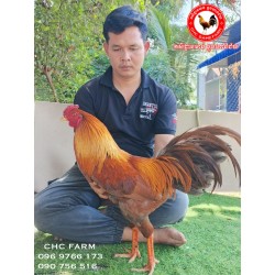 CHC មាន់នាំចូលពីប្រទេសវៀតណាម​