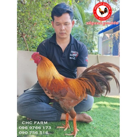 CHC មាន់នាំចូលពីប្រទេសវៀតណាម​