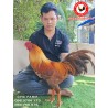CHC មាន់នាំចូលពីប្រទេសវៀតណាម​