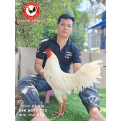 CHC មាន់នាំចូលពីប្រទេសវៀតណាម​