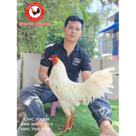 CHC មាន់នាំចូលពីប្រទេសវៀតណាម​