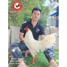 CHC មាន់នាំចូលពីប្រទេសវៀតណាម​
