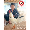 CHC មាន់នាំចូលពីប្រទេសវៀតណាម​
