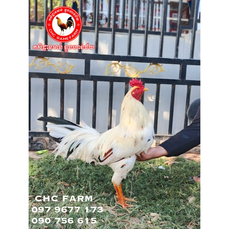 CHC មាន់នាំចូលពីប្រទេសវៀតណាម​