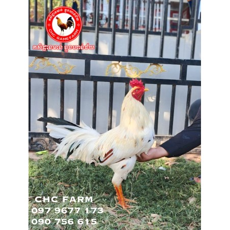 CHC មាន់នាំចូលពីប្រទេសវៀតណាម​