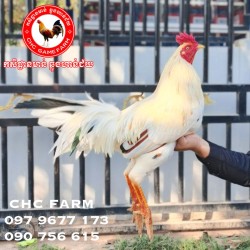 CHC មាន់នាំចូលពីប្រទេសវៀតណាម​