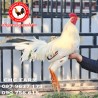 CHC មាន់នាំចូលពីប្រទេសវៀតណាម​
