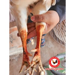CHC មាន់នាំចូលពីប្រទេសវៀតណាម​
