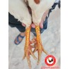 CHC មាន់នាំចូលពីប្រទេសវៀតណាម​